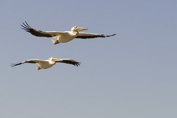 2 great white pelicans in flight