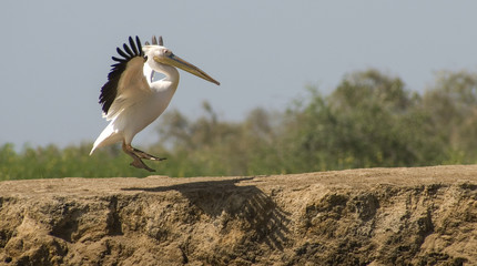 Landing white pelican