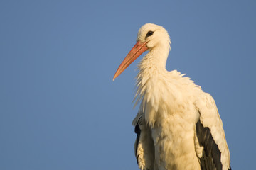 Portrait of white stork in an evening sunlight