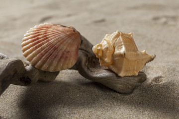Studio close up of two seashells on a wood branch. Sand background