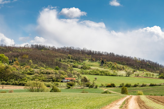 Spring countryside with dirt road through green meadows