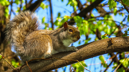Naklejka na ściany i meble Beautiful squirrel on a branch