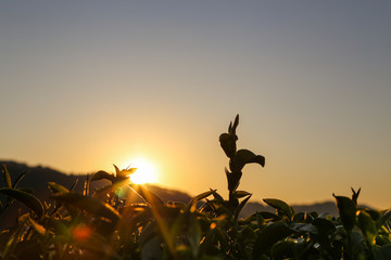 Sunlight shines on the top of tea leaves in the high mountains of northern Thailand.