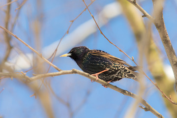 Portrait of a starling