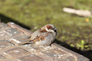 Sparrow close up