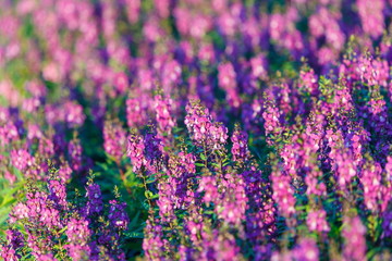 Beautiful flowers, flower field.