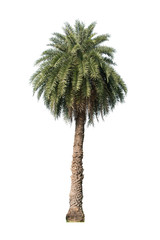 palmier isolé fond blanc