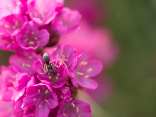 Ant sucking honey of pink flower
