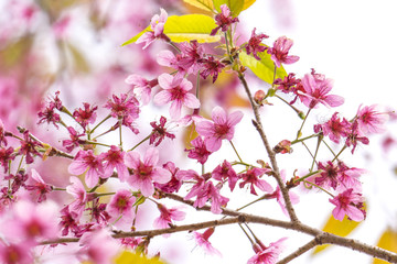 Fototapeta na wymiar pulm or sakura flower is winter tree,it is bloosom in cold weather usually has pink color.