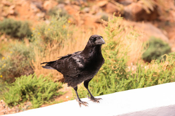 Schwarze Krähe Raben Vogel auf Fuerteventura