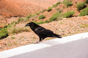 Schwarze Krähe Raben Vogel auf Fuerteventura