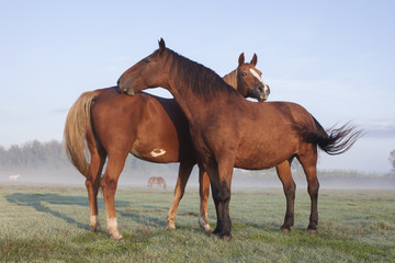 Horses meeting in a field.