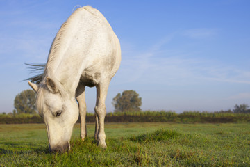 Obraz na płótnie Canvas White horse in pasture freely. Field background.