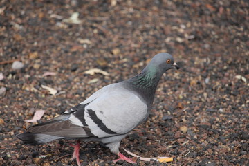 Mi tierra Tenerife