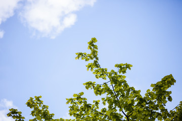 Grüner Zweig ragt in den blauen Himmel