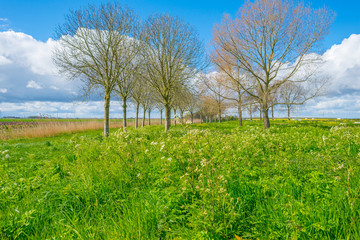 Obraz premium Wild flowers along a field in spring