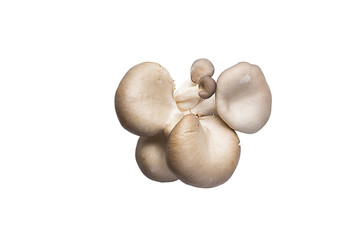 Whole mushrooms isolated on white top view