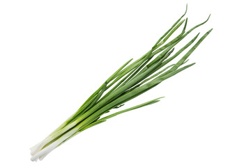 Small bundle of washed fresh green onions with long stems and tiny roots over isolated background