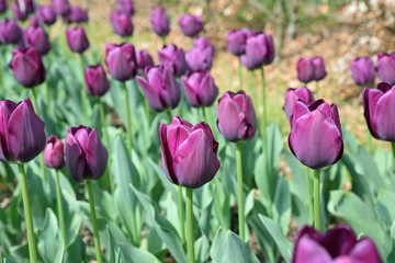 Tulipes violettes au printemps au jardin
