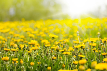 Blooming yellow dandelions on field