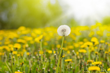 Blooming yellow dandelions on meadow on sunny day