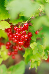 Ripe and fresh red currant berries on branch