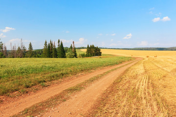 Fototapeta na wymiar Wheat field with road and wood on summer day