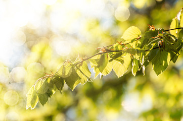 Frische Blätter im Gegenlicht