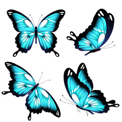 beautiful blue butterflies, isolated  on a white