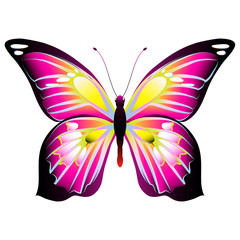 beautiful pink butterfly, isolated  on a white