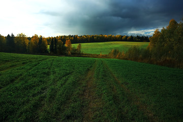 Naklejka premium Autumn forest with multicolored foliage