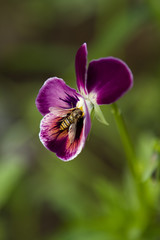 bee on flowers