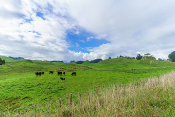 Scenery of countryside in North island of New Zealand