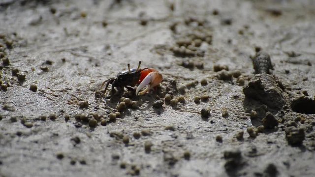 Male fiddler crabs fighting and eating food at mangrove forest