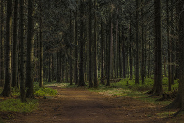 Waldweg