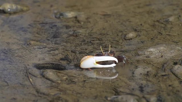 Male fiddler crabs fighting and eating food at mangrove forest