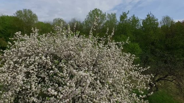 Aerial view of beautiful blossoming apple-tree .