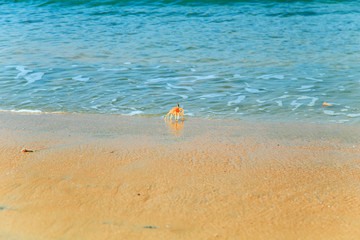 Fototapeta na wymiar Crab on the sandy beach of ocean.