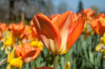 tulipes orange dans un jardin public