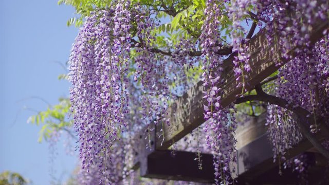 Japanese wisteria flowers in blue sky