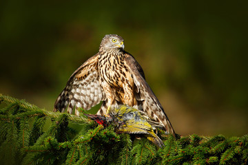 Feeding scene with bird and catch. Goshawk on the tree. Hawk from Czech Reublic. Wildlife scene from nature. Bird behaviour. Bird of prey Goshawk kill green woodpecker on the green spruce tree.
