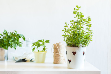 Spring gardening light concept. Fresh mint in pot on a white table, hank of rope, gardening tools...