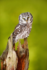 Owl in the forest. Boreal owl, Aegolius funereus, sitting on larch tree trunk with clear green forest background. Wildlife scene from nature.