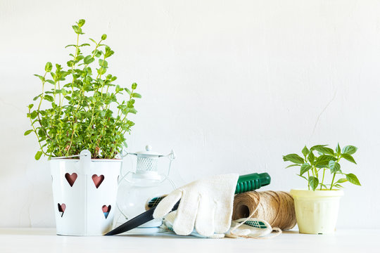 Spring gardening light concept. Fresh mint, pepper seedling in pots, hank of rope and gardening tools on a white table. White wall background.
