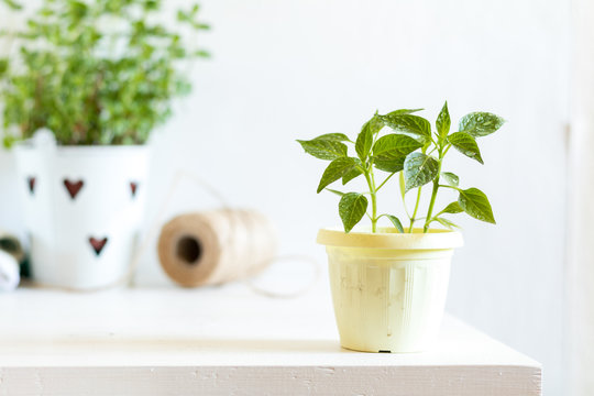 Spring gardening light concept. Pepper seedling in pot on a white table, hank of rope, gardening tools and white wall background.