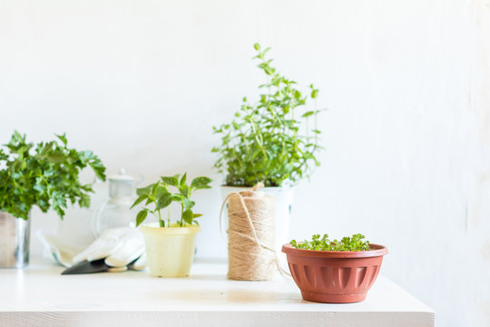 Spring gardening light concept. Fresh parsley in pot on a white table. Seedling in the pots, hank of rope, gardening tools and white wall background.