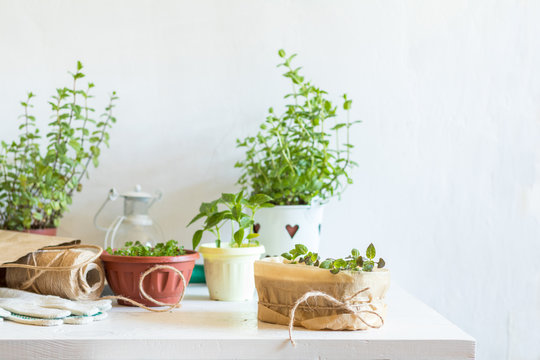 Spring gardening light concept. Fresh basil in pot on a white table. Seedling in the pots, hank of rope, gardening tools and white wall background.
