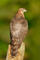 Goshawk with evening sun back light, nature forest habitat in the background, landing on tree trunk, Sweden. Aciton wildlife scene from forest, with bird.