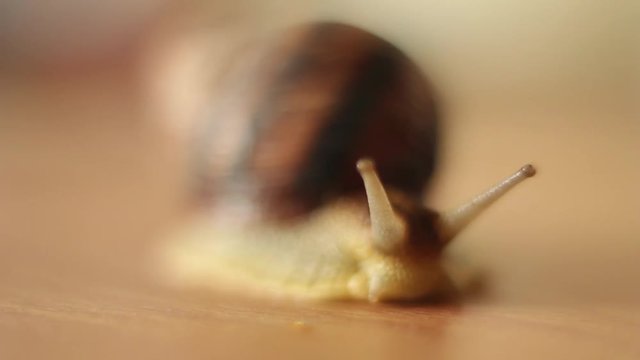 The grape snail crawls. The cochlea wiggling with tentacles. Slowly moves. Macro shooting