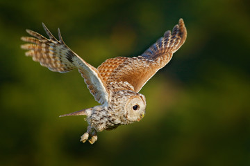 Owl in the dark forest. Barn owl, Tito alba, nice bird sitting on stone fence in forest cemetery with green fern, nice blurred light green the background, animal in the habitat, United Kingdom
